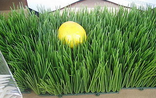 Easy Spring Centerpiece: Wheatgrass