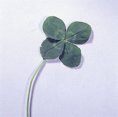 Does Luck Play in to Choosing Stocks? Does Luck Play in to Choosing Stocks?