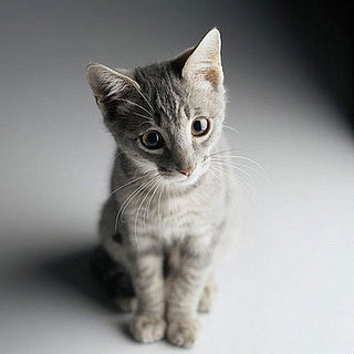 Pet Peeves: Kitty Hates Toys?