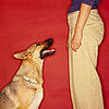 New Year’s Petsolution: Improve Manners 