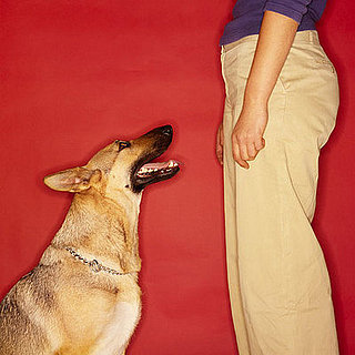 New Year’s Petsolution: Improve Manners 