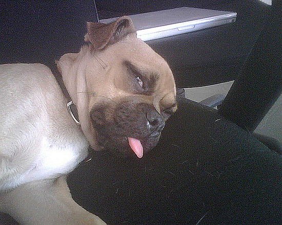 Benjamin: Pet of the Week Benjamin: Pet of the Week
