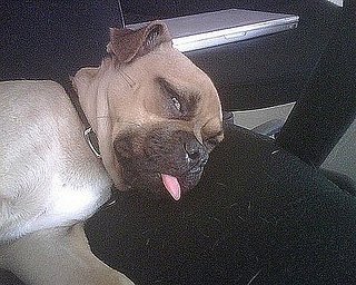 Benjamin: Pet of the Week