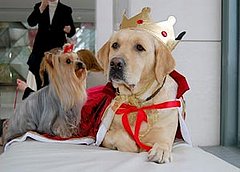 The Results Are in: Top Dogs 2006