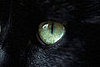 Do You Speak Cat?