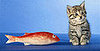 Been "Gifted" by a Pet?