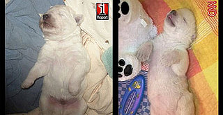 Breed Spotlight: Kuvasz