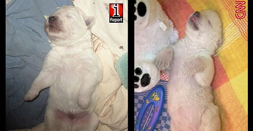 Breed Spotlight: Kuvasz