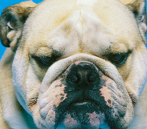 San Francisco Loves Smushed Faces!