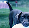 Busy Bees: Disc-Dog-in-Training