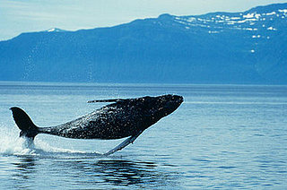 To the Rescue: Choosing a Whale Watching Tour
