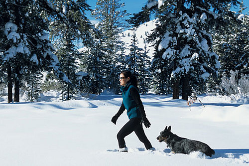 Is Your Pet a Snow Bunny?