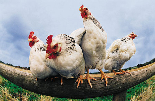 Crazy Chicken Sayings