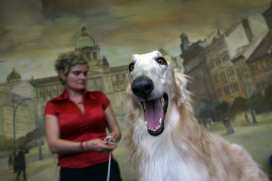 Guess What Dog? Guess What Dog?