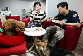 Share a Plate With Pet?