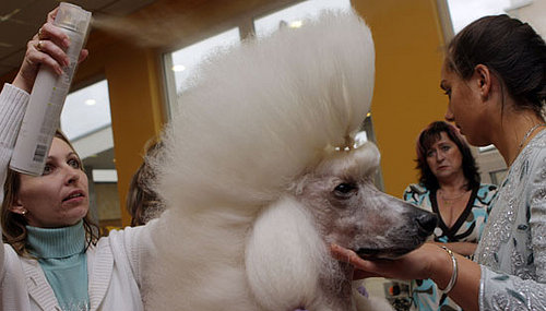 Rumor Alert! Groomer Has It