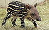 Guess What Animal?