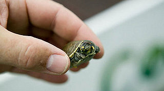 The Scoop: Turtles and Salmonella 