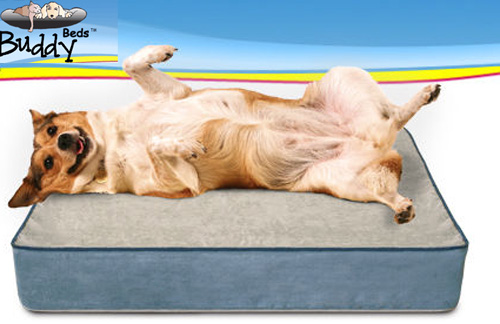 Out and About: Colorado's BuddyBeds