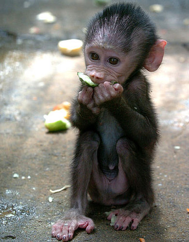 Name This Primate, Baby!