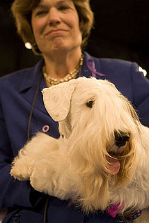 Charmin Takes the Crown at the 2008 AKC/Eukanuba National Championship