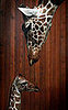 Creature Features: Giraffes