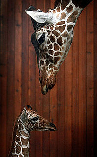 Creature Features: Giraffes