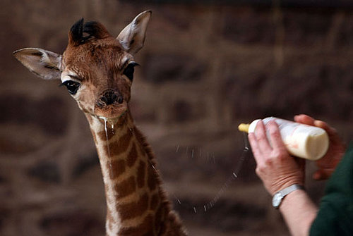 Baby Giraffe Goes for Sloppy Seconds