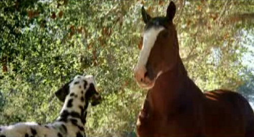 Story Behind the Scenes: Clydesdales and Dalmatians