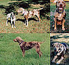 Out and About: Louisiana's Catahoula Leopard Dog