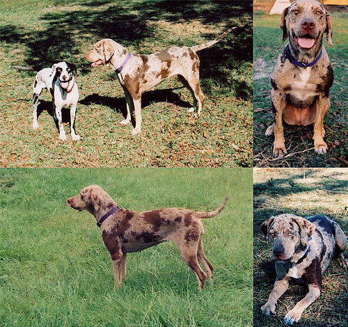 Out and About: Louisiana's Catahoula Leopard Dog
