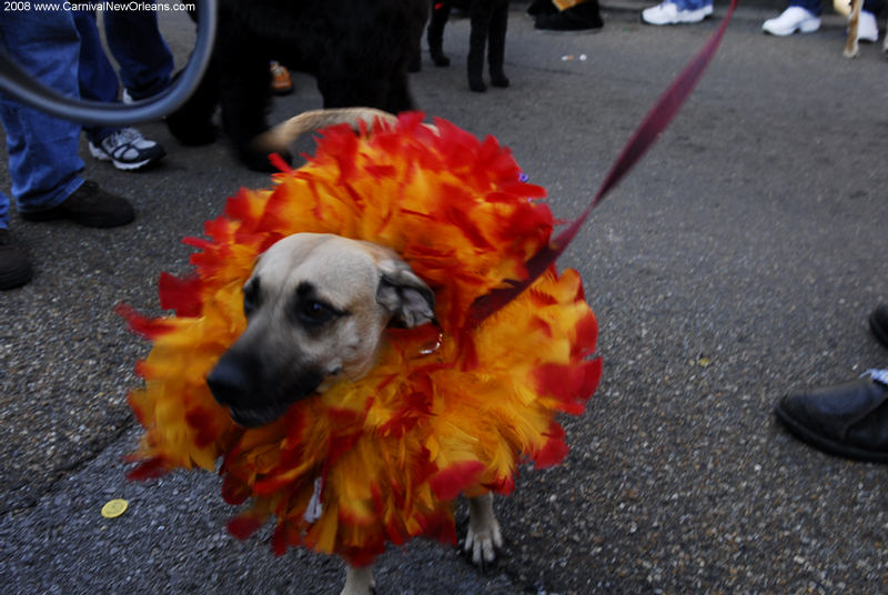 mardi_gras_barkus_parade-052 mardi_gras_barkus_parade-052