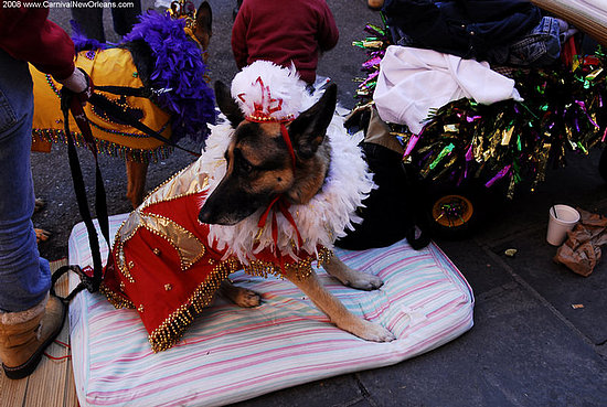 mardi_gras_barkus_parade-081