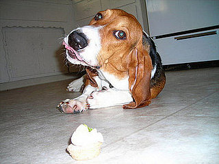 Treating a Pet to Valentine's Day?