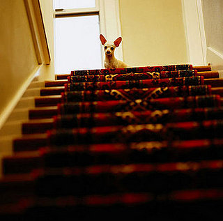 Still Scared of Stairs?