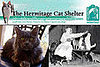 Out and About: Arizona's Hermitage Cat Shelter