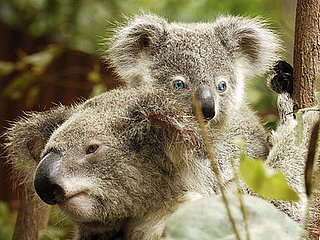 The Scoop: The World's Only Blue-Eyed Koala