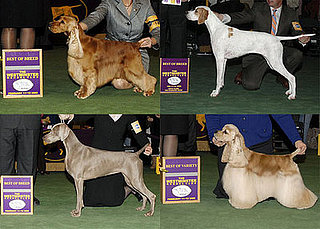 2008 Westminster Winners: Sporting Group