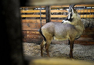 Guess What Animal?