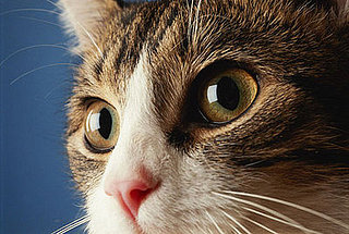 What Do You Know About Whiskers?