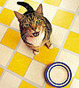 Don't Feed Dog Food to a Cat!