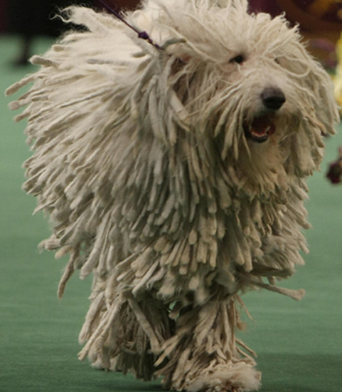 Guess What Breed? Guess What Breed?
