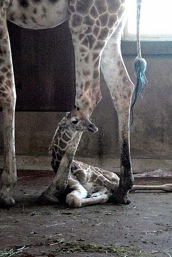 This Giraffe Cutie Is Only Two Days Old!