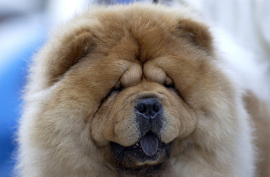 Guess What Breed? Guess What Breed?