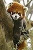 Creature Features: Red Pandas