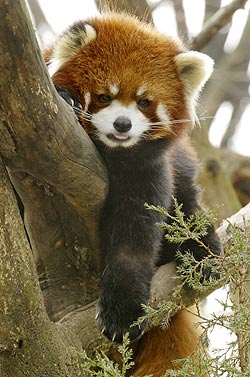 Creature Features: Red Pandas