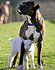The Scoop: Lilly Goat's Ruff!