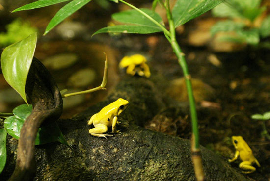 Where's the Frog? Where's the Frog?