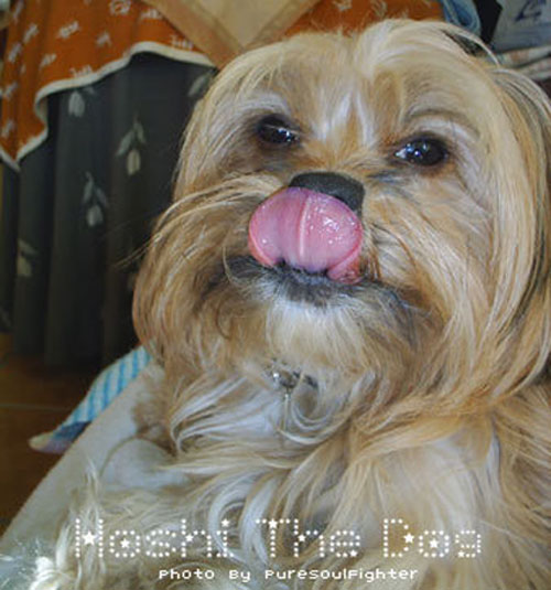 Hoshi: Pet of The Week Hoshi: Pet of The Week
