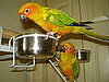 Baby and Norman: Pets of the Week
